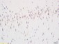 phospho-NRP1 (Thr916) Rabbit pAb
